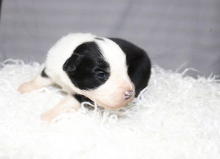 Border collie Welpen ( Showlinie)