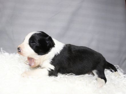 Border collie Welpen ( Showlinie)