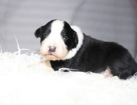 Border collie Welpen ( Showlinie)