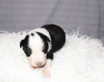 Border collie Welpen ( Showlinie)