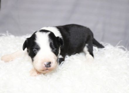 Border collie Welpen ( Showlinie)