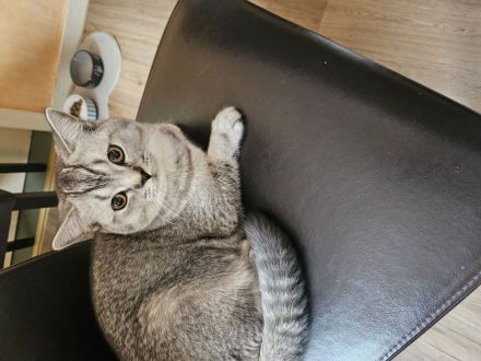 Deckkater BKH kein Verkauf!!!!