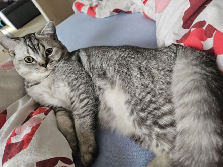 Deckkater BKH kein Verkauf!!!!