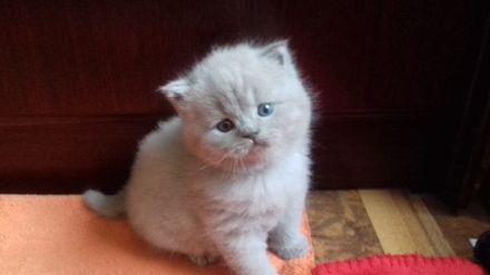 BKH Kitten reinrassig