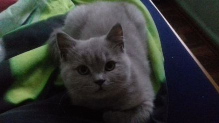 BKH Kitten reinrassig