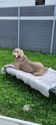 Deckrüde Weimaraner