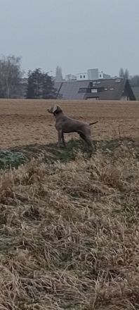 Deckrüde Weimaraner
