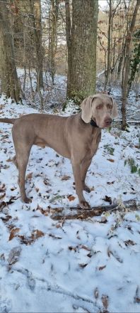 Deckrüde Weimaraner