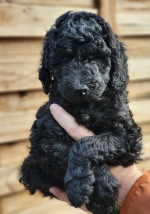 Großpudel mit Ahnentafel