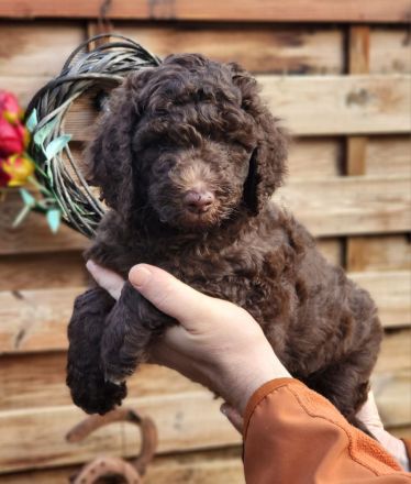 Großpudel mit Ahnentafel