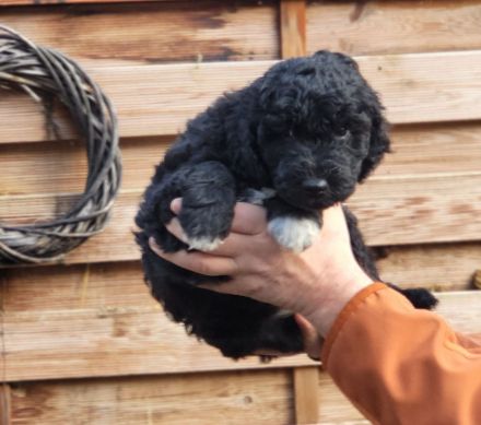 Großpudel mit Ahnentafel