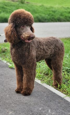 Großpudel mit Ahnentafel