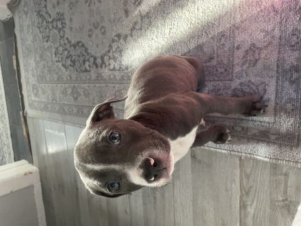 American staffordshire Terrier blueline