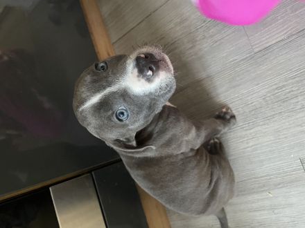 American staffordshire Terrier blueline