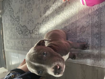 American staffordshire Terrier blueline