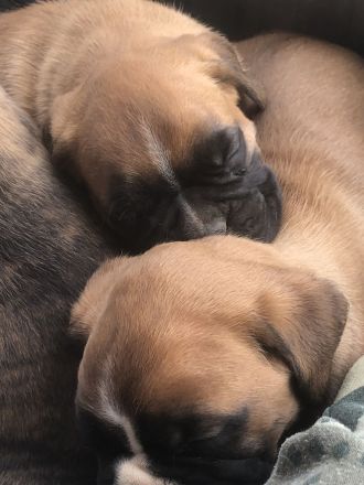 Die Reservierung von deutschen Boxerwelpen.