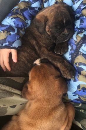 Die Reservierung von deutschen Boxerwelpen.