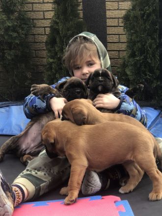 Die Reservierung von deutschen Boxerwelpen.