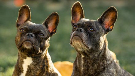 Retro French Bully von Franky