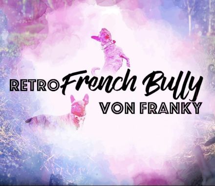 Retro French Bully von Franky