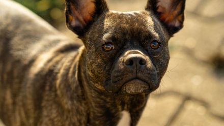 Retro French Bully von Franky