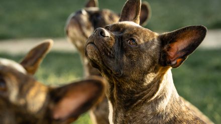 Retro French Bully von Franky