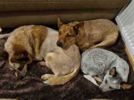 Deckrüde Australian Cattle Dog