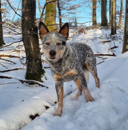 Deckrüde Australian Cattle Dog