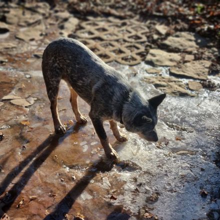 Deckrüde Australian Cattle Dog
