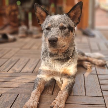 Deckrüde Australian Cattle Dog