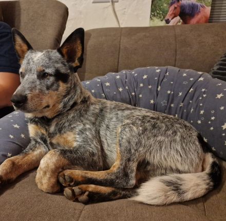 Deckrüde Australian Cattle Dog