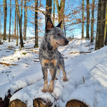 Deckrüde Australian Cattle Dog