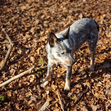Deckrüde Australian Cattle Dog