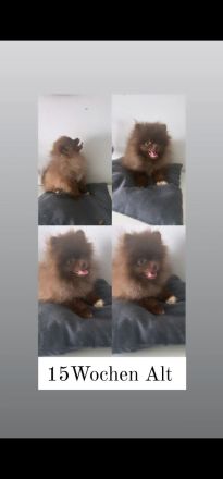 Verkaufe Pomeranian