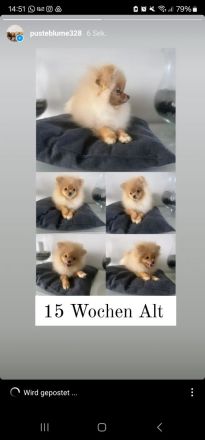 Verkaufe Pomeranian