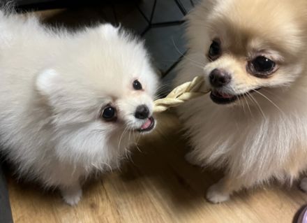 Zwergspitz pomeranian Rüde + Hundebett, Zelt, spielzeuge und futter