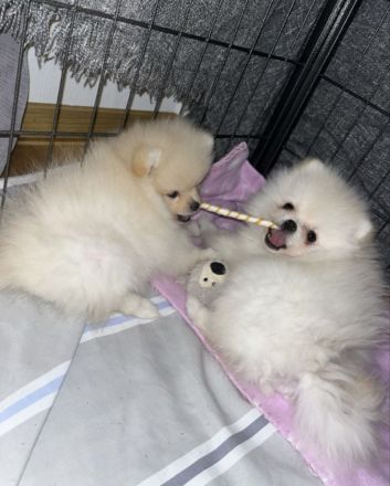 Zwergspitz pomeranian Rüde + Hundebett, Zelt, spielzeuge und futter