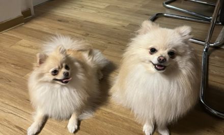 Zwergspitz pomeranian Rüde + Hundebett, Zelt, spielzeuge und futter
