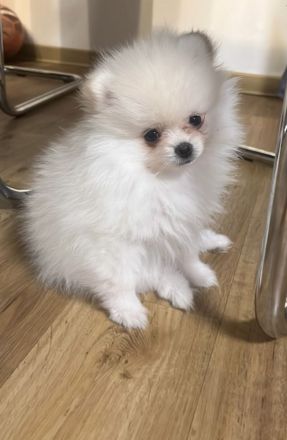 Zwergspitz pomeranian Rüde + Hundebett, Zelt, spielzeuge und futter