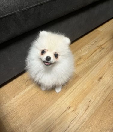 Zwergspitz pomeranian Rüde + Hundebett, Zelt, spielzeuge und futter