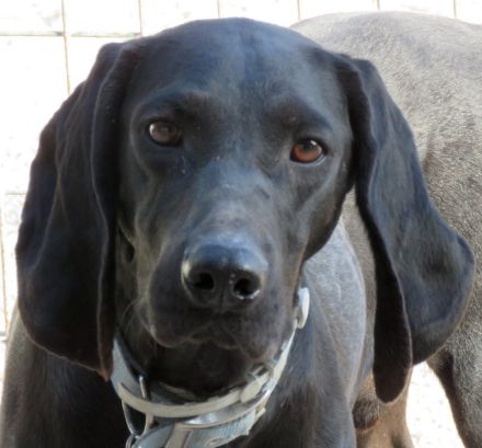 Ziggy 4, männlicher Hound-Mix