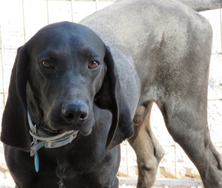 Ziggy 4, männlicher Hound-Mix