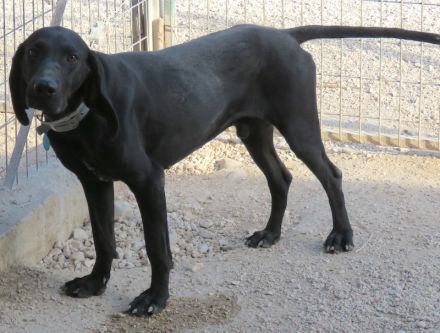 Ziggy 4, männlicher Hound-Mix