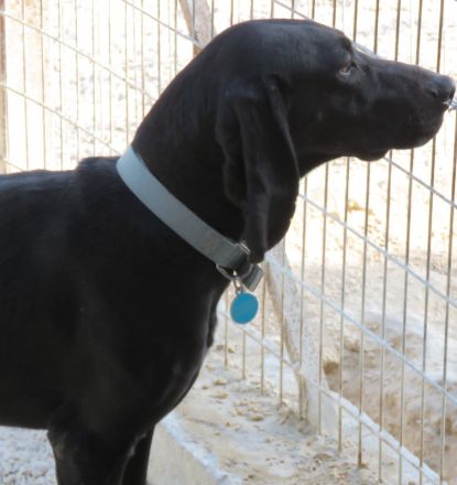 Ziggy 4, männlicher Hound-Mix