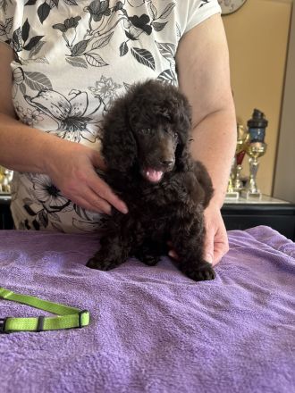 Braune Mittel-Pudel Mädchen sind eine wunderbare Paarung