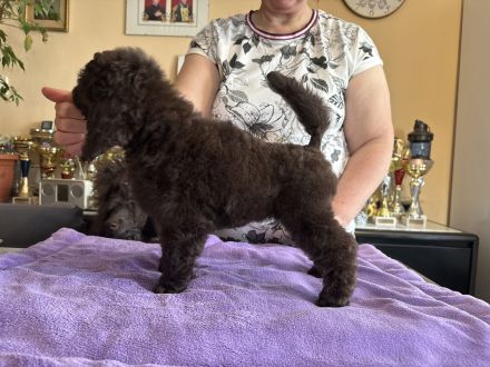 Braune Mittel-Pudel Mädchen sind eine wunderbare Paarung