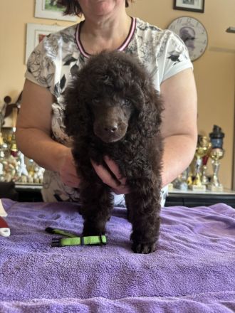 Braune Mittel-Pudel Mädchen sind eine wunderbare Paarung