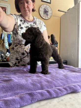 Braune Mittel-Pudel Mädchen sind eine wunderbare Paarung