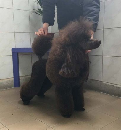 Braune Mittel-Pudel Mädchen sind eine wunderbare Paarung