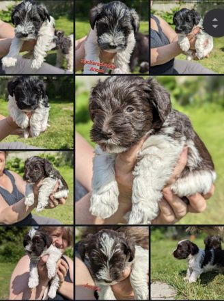 Schecken Schnauzer vom Gespensterwald